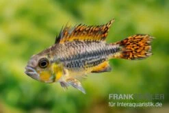 Kakaduzwergbuntbarsch Rot, Apistogramma Cacatuoides, Paarweise 3 Kakaduzwergbuntbarsch Rot, Apistogramma Cacatuoides, Paarweise -Zoofachgeschäft Kakaduzwergbuntbarsch rot Apistogramma cacatuoides paarweise 2