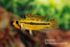 Kakaduzwergbuntbarsch Rot, Apistogramma Cacatuoides, Paarweise 4 Kakaduzwergbuntbarsch Rot, Apistogramma Cacatuoides, Paarweise -Zoofachgeschäft Kakaduzwergbuntbarsch rot Apistogramma cacatuoides paarweise 3