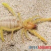 Kamelspinne, Galeodes Sp. -Zoofachgeschäft Kamelspinne Walzenspinne Galeodes sp 1