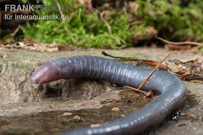 Kamerun Erdwühle, Geotrypetes seraphini Kamerun Erdwühle, Geotrypetes Seraphini -Zoofachgeschäft Kamerun Erdwuehle Geotrypetes seraphini