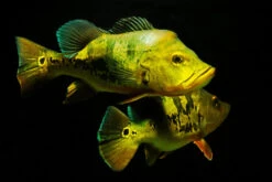 Kammbuntbarsch, Cichla Monoculus -Zoofachgeschäft Kammbuntbarsch Cichla monoculus 2