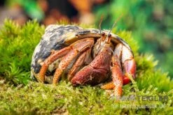 Karibik-Einsiedlerkrebs, Coenobita Clypeatus 4 Karibik-Einsiedlerkrebs, Coenobita Clypeatus -Zoofachgeschäft Karibik Einsiedlerkrebs Coenobita clypeatus neu 2