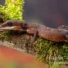 Katzengecko, Aeluroscalabotes Felinus -Zoofachgeschäft Katzengecko Aeluroscalabotes felinus 1