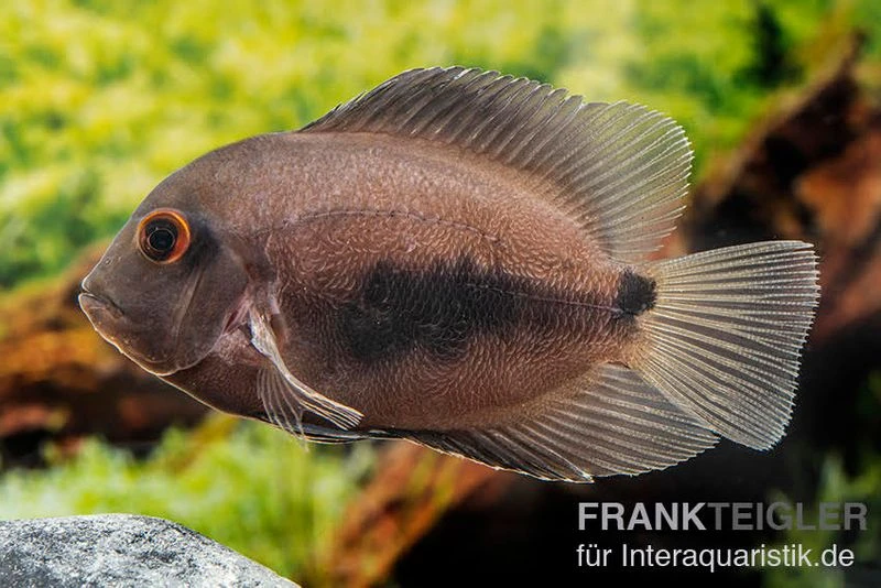Keilfleckbuntbarsch, Uaru amphiacanthoides Keilfleckbuntbarsch, Uaru Amphiacanthoides -Zoofachgeschäft Keilfleckbuntbarsch Uaru amphiacanthoides