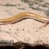 Keilschleiche, Chalcides Sepsoides -Zoofachgeschäft Keilschleiche Chalcides sepsoides