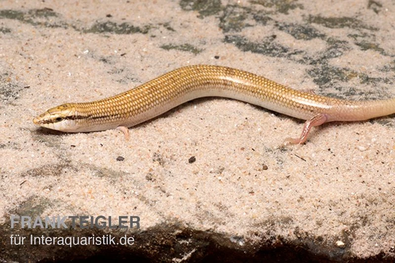 Keilschleiche, Chalcides sepsoides Keilschleiche, Chalcides Sepsoides -Zoofachgeschäft Keilschleiche Chalcides sepsoides