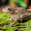 Kiefernwald-Laubfrosch, Hyla Femoralis -Zoofachgeschäft Kiefernwald Laubfrosch Hyla femoralis 1