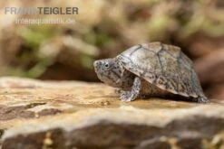 Gekielte Moschusschildkröte, Kinosternon Carinatum -Zoofachgeschäft Kinosternon carinatum