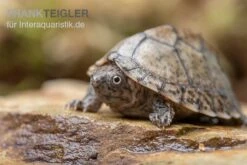 Gekielte Moschusschildkröte, Kinosternon Carinatum