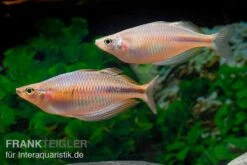 Kiura-Regenbogenfisch, Melanotaenia Cf. Goldiei "Kiura", 5 Tiere 3 Kiura-Regenbogenfisch, Melanotaenia Cf. Goldiei "Kiura", 5 Tiere -Zoofachgeschäft Kiura Regenbogenfisch Melanotaenia cf goldiei Kiura 2 Paare 1
