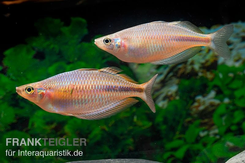 Kiura-Regenbogenfisch, Melanotaenia cf. goldiei "Kiura", 5 Tiere Kiura-Regenbogenfisch, Melanotaenia Cf. Goldiei "Kiura", 5 Tiere -Zoofachgeschäft Kiura Regenbogenfisch Melanotaenia cf goldiei Kiura 2 Paare 1