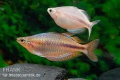 Kiura-Regenbogenfisch, Melanotaenia Cf. Goldiei "Kiura", 5 Tiere 4 Kiura-Regenbogenfisch, Melanotaenia Cf. Goldiei "Kiura", 5 Tiere -Zoofachgeschäft Kiura Regenbogenfisch Melanotaenia cf goldiei Kiura 2 Paare 2