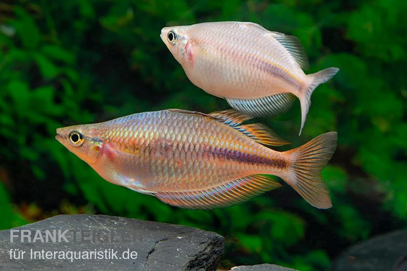 Kiura-Regenbogenfisch, Melanotaenia cf. goldiei "Kiura", 5 Tiere Kiura-Regenbogenfisch, Melanotaenia Cf. Goldiei "Kiura", 5 Tiere -Zoofachgeschäft Kiura Regenbogenfisch Melanotaenia cf goldiei Kiura 2 Paare 2
