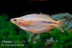 Kiura-Regenbogenfisch, Melanotaenia Cf. Goldiei "Kiura", 5 Tiere 5 Kiura-Regenbogenfisch, Melanotaenia Cf. Goldiei "Kiura", 5 Tiere -Zoofachgeschäft Kiura Regenbogenfisch Melanotaenia cf goldiei Kiura 2 Paare 3