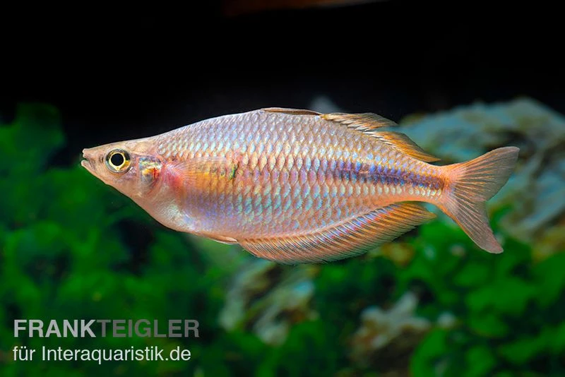 Kiura-Regenbogenfisch, Melanotaenia cf. goldiei "Kiura", 5 Tiere Kiura-Regenbogenfisch, Melanotaenia Cf. Goldiei "Kiura", 5 Tiere -Zoofachgeschäft Kiura Regenbogenfisch Melanotaenia cf goldiei Kiura 2 Paare 3