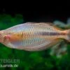 Kiura-Regenbogenfisch, Melanotaenia Cf. Goldiei "Kiura", 5 Tiere -Zoofachgeschäft Kiura Regenbogenfisch Melanotaenia cf goldiei Kiura 2 Paare 4