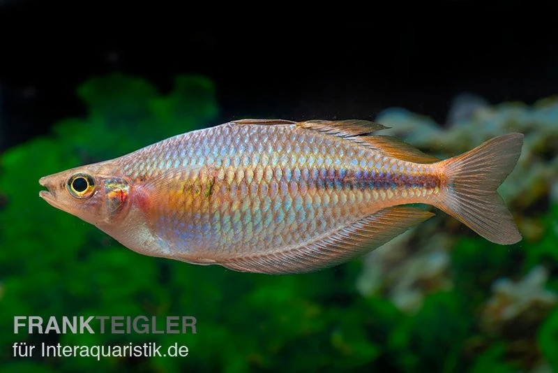 Kiura-Regenbogenfisch, Melanotaenia cf. goldiei "Kiura", 5 Tiere Kiura-Regenbogenfisch, Melanotaenia Cf. Goldiei "Kiura", 5 Tiere -Zoofachgeschäft Kiura Regenbogenfisch Melanotaenia cf goldiei Kiura 2 Paare 4