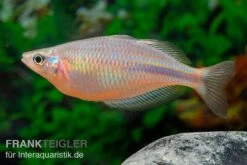 Kiura-Regenbogenfisch, Melanotaenia Cf. Goldiei "Kiura", 5 Tiere 6 Kiura-Regenbogenfisch, Melanotaenia Cf. Goldiei "Kiura", 5 Tiere -Zoofachgeschäft Kiura Regenbogenfisch Melanotaenia cf goldiei Kiura 2 Paare 5