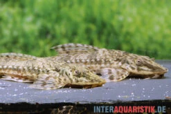 Kleiner Hexenwels, Rineloricaria Parva -Zoofachgeschäft Kleiner Hexenwels Rineloricaria parva neu 2