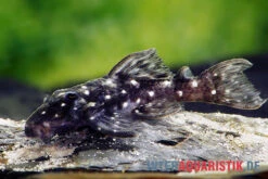 Kleiner Orinoco-Saugwels, L 280, Micracanthicus Vandragti -Zoofachgeschäft Kleiner Orinoco Saugwels L 280 Micracanthicus vandragti 2