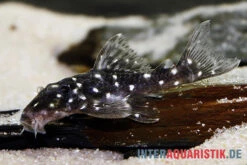Kleiner Orinoco-Saugwels, L 280, Micracanthicus Vandragti -Zoofachgeschäft Kleiner Orinoco Saugwels L 280 Micracanthicus vandragti 3