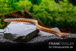 Kongo-Stachelaal, Mastacembelus Cf. Greshoffi (Kongo) -Zoofachgeschäft Kongo Stachelaal Mastacembelus cf greshoffi Kongo 1