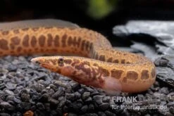 Kongo-Stachelaal, Mastacembelus Cf. Greshoffi (Kongo) -Zoofachgeschäft Kongo Stachelaal Mastacembelus cf greshoffi Kongo 2