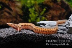 Kongo-Stachelaal, Mastacembelus Cf. Greshoffi (Kongo) -Zoofachgeschäft Kongo Stachelaal Mastacembelus cf greshoffi Kongo 3