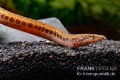 Kongo-Stachelaal, Mastacembelus Cf. Greshoffi (Kongo) -Zoofachgeschäft Kongo Stachelaal Mastacembelus cf greshoffi Kongo 5