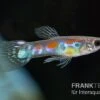 Kongo-Wildguppy, Poecilia Sp. Congo Guppy, 10 Paare (20 Fische) -Zoofachgeschäft Kongo Wildguppy Poecilia sp Congo Guppy 10 Paare 1