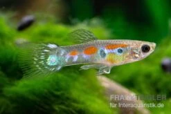 Kongo-Wildguppy, Poecilia Sp. Congo Guppy, 10 Paare (20 Fische) -Zoofachgeschäft Kongo Wildguppy Poecilia sp Congo Guppy 10 Paare 2