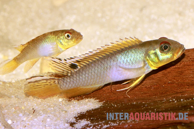 Kongo Zwergbuntbarsch, Nanochromis teugelsi, 1 Paar Kongo Zwergbuntbarsch, Nanochromis Teugelsi, 1 Paar -Zoofachgeschäft Kongo Zwergbuntbarsch Nanochromis teugelsi 1 Paar 1