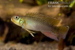 Kongo Zwergbuntbarsch, Nanochromis Teugelsi, 1 Paar 3 Kongo Zwergbuntbarsch, Nanochromis Teugelsi, 1 Paar -Zoofachgeschäft Kongo Zwergbuntbarsch Nanochromis teugelsi 2