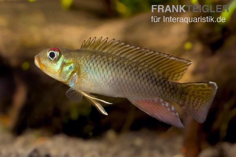 Kongo Zwergbuntbarsch, Nanochromis teugelsi, 1 Paar Kongo Zwergbuntbarsch, Nanochromis Teugelsi, 1 Paar -Zoofachgeschäft Kongo Zwergbuntbarsch Nanochromis teugelsi 2