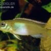 Kongocichlide, Nannochromis Nudiceps 1 Kongocichlide, Nannochromis Nudiceps -Zoofachgeschäft Kongocichlide Nannochromis nudiceps 1
