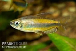 Goldener Kongosalmler, Phenacogrammus Aurantiacus -Zoofachgeschäft Kongosalmler Phenacogrammus aurantiacus 2