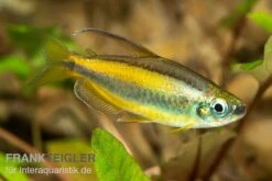 Goldener Kongosalmler, Phenacogrammus Aurantiacus -Zoofachgeschäft Kongosalmler Phenacogrammus aurantiacus 3