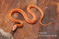 Kornnatter, Pantherophis Guttatus AMEL STRIPED -Zoofachgeschäft Kornnatter Pantherophis guttatus Amel Striped 6