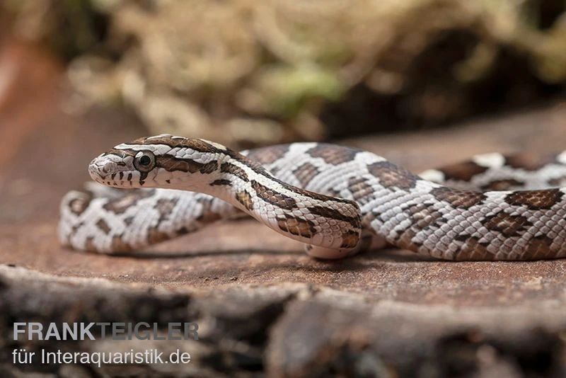 Kornnatter, Pantherophis guttatus NORMAL Kornnatter, Pantherophis Guttatus NORMAL -Zoofachgeschäft Kornnatter Pantherophis guttatus Normal 10