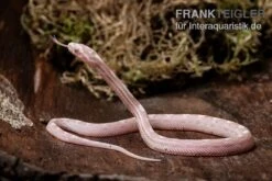 Kornnatter, Pantherophis Guttatus SNOW MOTLEY