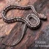 Kornnatter, Pantherophis Guttatus TESSARA -Zoofachgeschäft Kornnatter Pantherophis guttatus Tessera 5