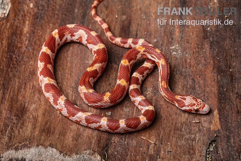 Kornnatter, Pantherophis guttatus ULTRAMEL Kornnatter, Pantherophis Guttatus ULTRAMEL -Zoofachgeschäft Kornnatter Pantherophis guttatus Ultramel 7