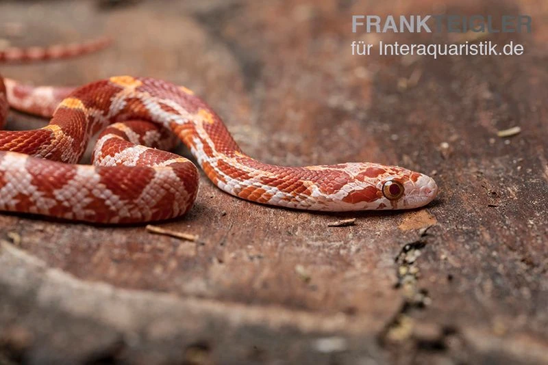 Kornnatter, Pantherophis guttatus ULTRAMEL Kornnatter, Pantherophis Guttatus ULTRAMEL -Zoofachgeschäft Kornnatter Pantherophis guttatus Ultramel 9