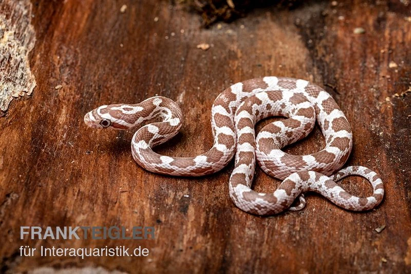 Kornnatter, Pantherophis guttatus, ULTRAMEL ANERY Kornnatter, Pantherophis Guttatus, ULTRAMEL ANERY -Zoofachgeschäft Kornnatter Pantherophis guttatus Ultramel Anery 17