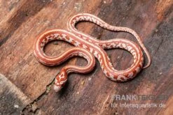 Kornnatter, Pantherophis Guttatus ULTRAMEL TESSERA