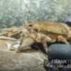 Krabbenkrebs, Aegla Platensis -Zoofachgeschäft Krabbenkrebs Aegla platensis
