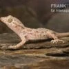 Krokodilgecko, Cyrtopodion Scabrum -Zoofachgeschäft Krokodilgecko Cyrtopodion scabrum 1