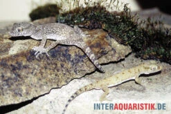 Krokodilgecko, Cyrtopodion Scabrum -Zoofachgeschäft Krokodilgecko Cyrtopodion scabrum 3