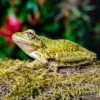 Kuba-Laubfrosch, Osteopilus Septentrionalis -Zoofachgeschäft Kuba Laubfrosch Osteopilus septentrionalis 1