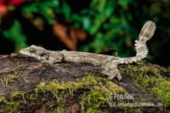 Kuhls-Faltengecko, Ptychozoon Kuhli -Zoofachgeschäft Kuhls Faltengecko Ptychozoon kuhli
